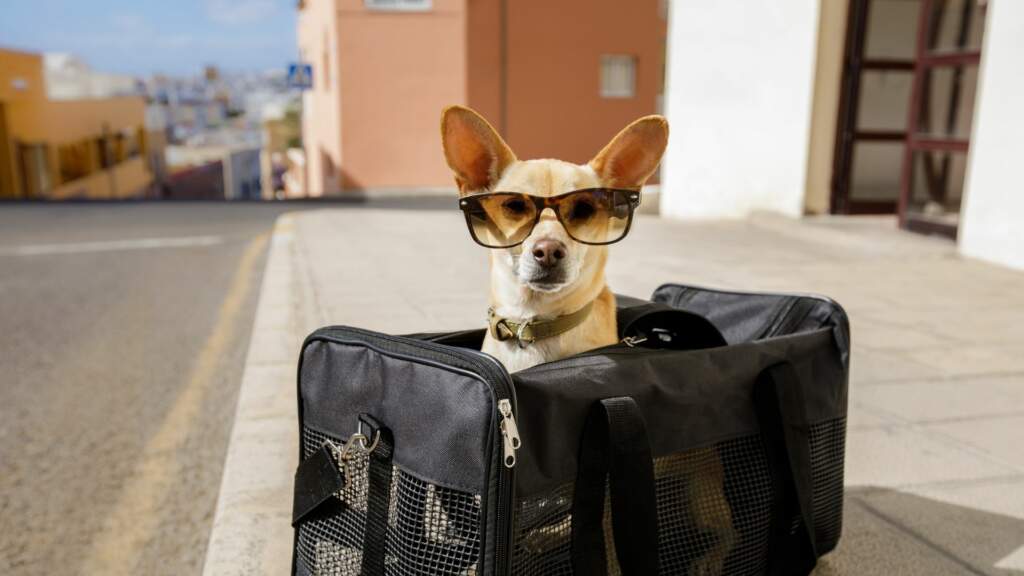 Pet Transport - Moving Overseas with Pets