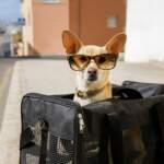 Pet Transport - Moving Overseas with Pets